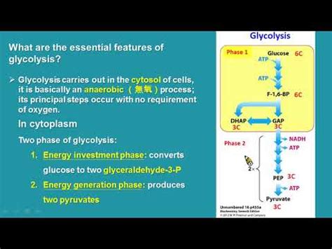 糖解途徑口訣|糖解作用(Glycolysis)